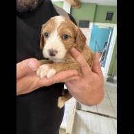 Cockapoo - Both