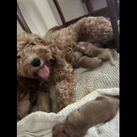 Cockapoo - Both