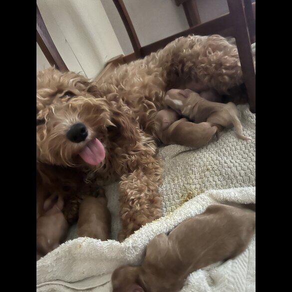 Cockapoo - Both