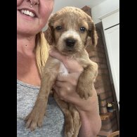 Cockapoo - Both