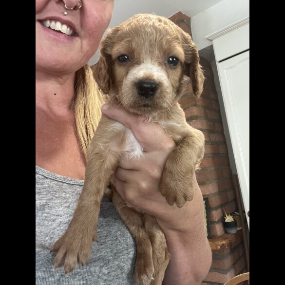 Cockapoo - Both