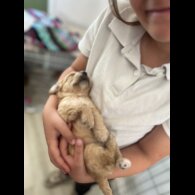 Cockapoo - Both