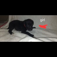 Lurcher - Both