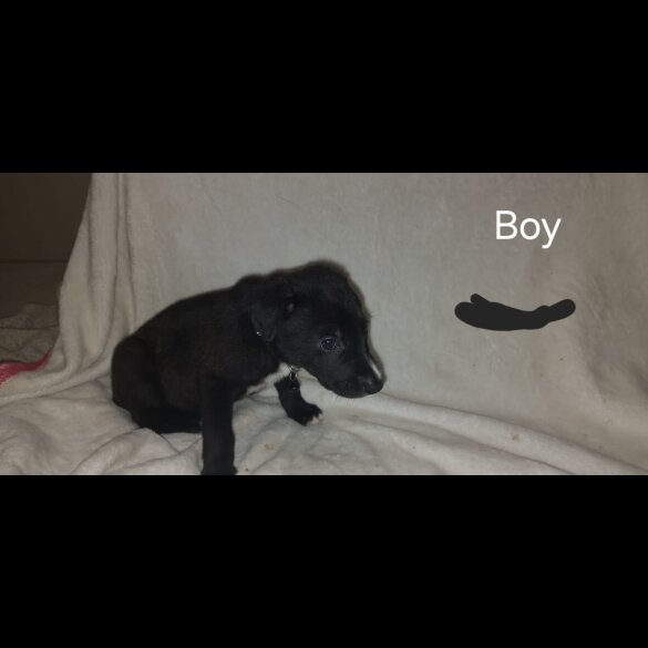 Lurcher - Both