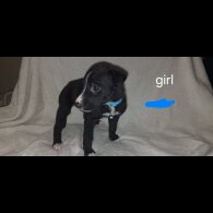 Lurcher - Both