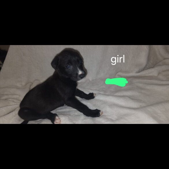 Lurcher - Both