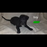 Lurcher - Both