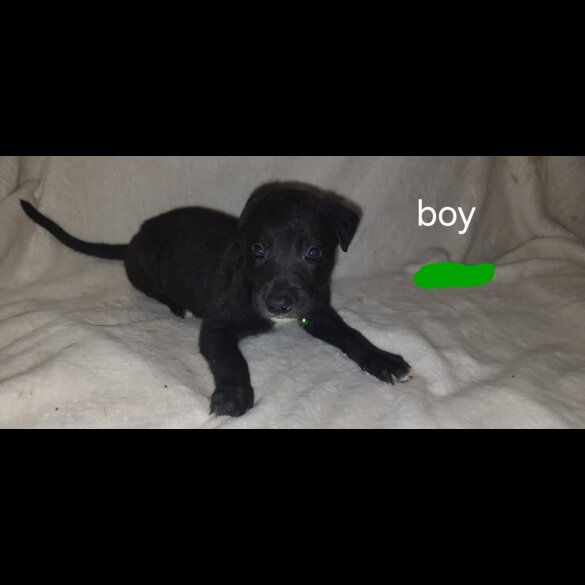Lurcher - Both