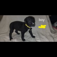 Lurcher - Both