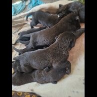 Lurcher - Both