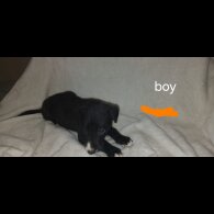 Lurcher - Both