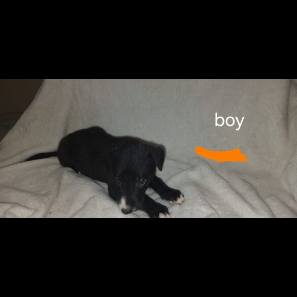 Lurcher - Both