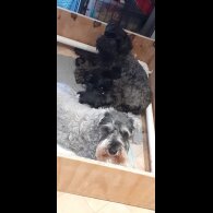 Miniature Schnauzer - Bitches