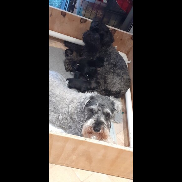 Miniature Schnauzer - Bitches