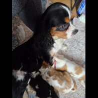 Cavalier King Charles Spaniel - Both