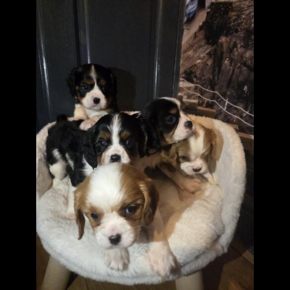 Cavalier King Charles Spaniel - Both