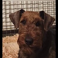 Airedale Terrier - Both