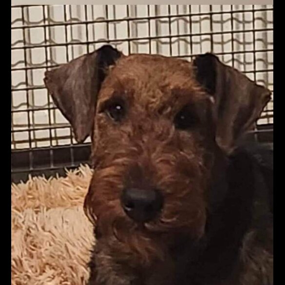 Airedale Terrier - Both