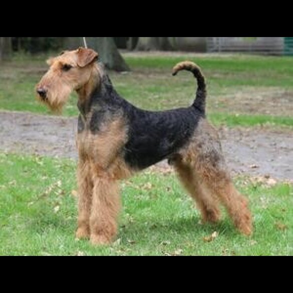 Airedale Terrier - Both