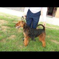 Airedale Terrier - Both