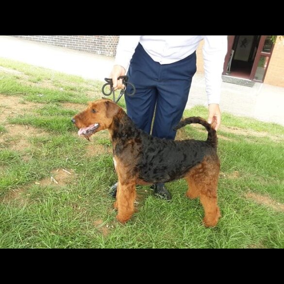 Airedale Terrier - Both