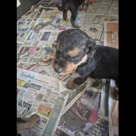 Airedale Terrier - Both