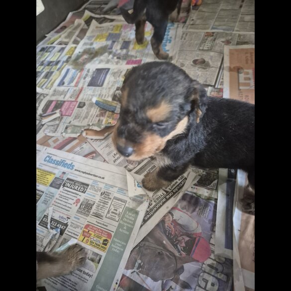 Airedale Terrier - Both
