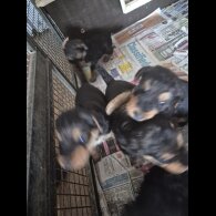 Airedale Terrier - Both