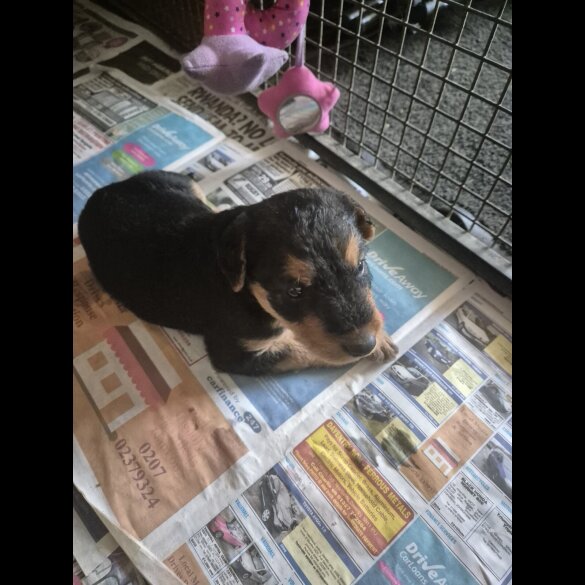 Airedale Terrier - Both