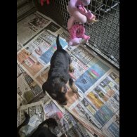 Airedale Terrier - Both
