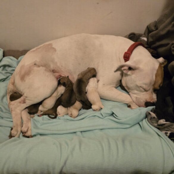 American Bulldog - Both