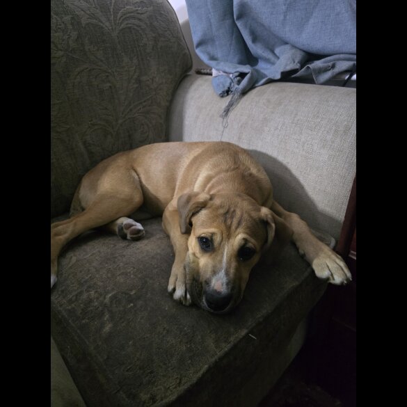 American Bulldog - Both