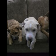 American Bulldog - Both