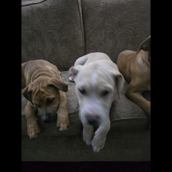 American Bulldog - Both