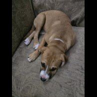 American Bulldog - Both