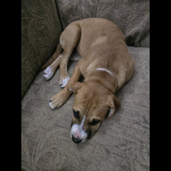American Bulldog - Both