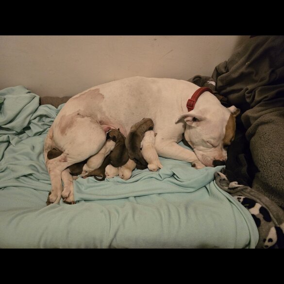 American Bulldog - Both