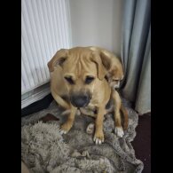American Bulldog - Both