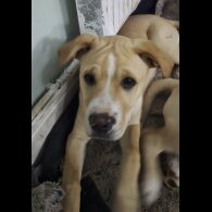 American Bulldog - Both