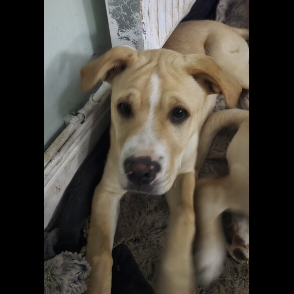 American Bulldog - Both