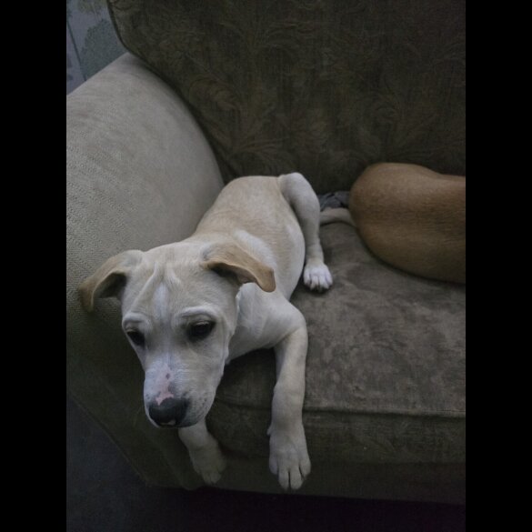American Bulldog - Both