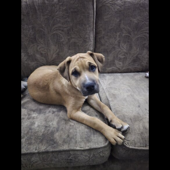 American Bulldog - Both