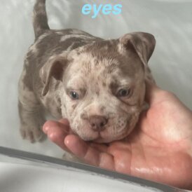 American Bulldog - Both