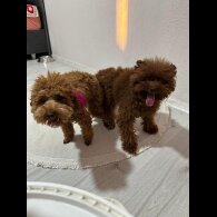 Toy Poodle - Both