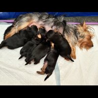 Australian Silky Terrier - Dogs