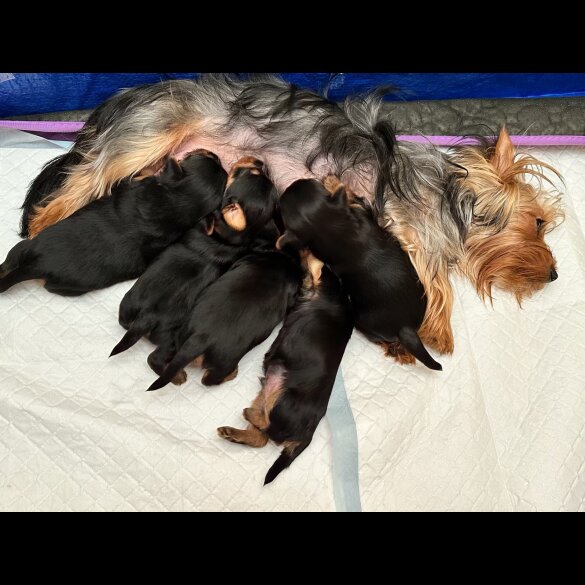 Australian Silky Terrier - Dogs