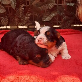 Biewer Terrier - Dogs