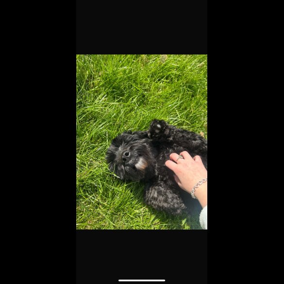Cockapoo - Both