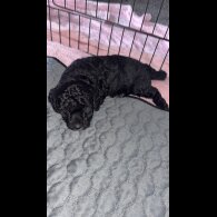 Cockapoo - Both
