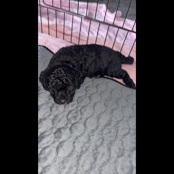 Cockapoo - Both